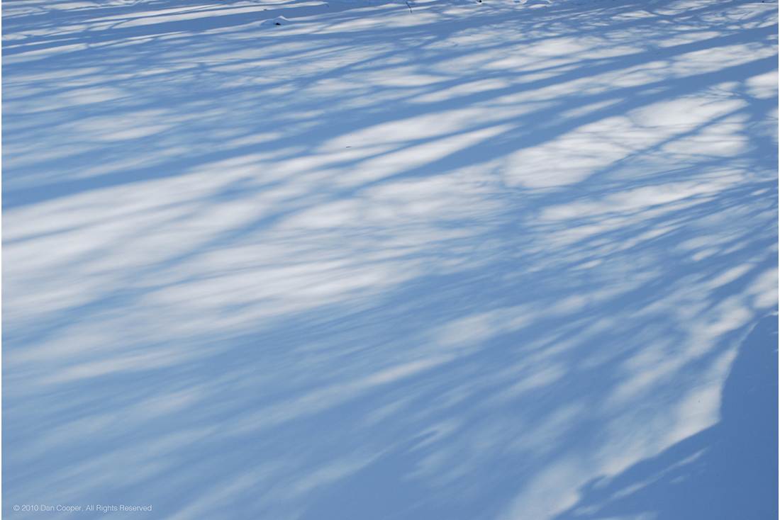 Fresh Snow Tree Shadows